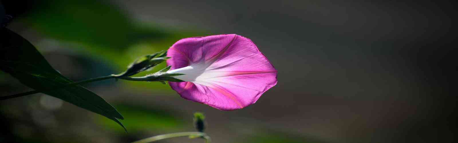 华纳万宝路公司